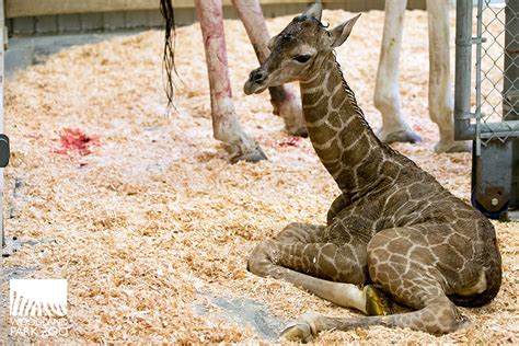 Giraffe Gives Birth To Seattles Tallest Baby