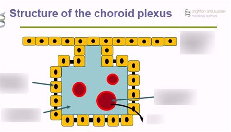 Structure Of The Choroid Plexus Diagram Quizlet