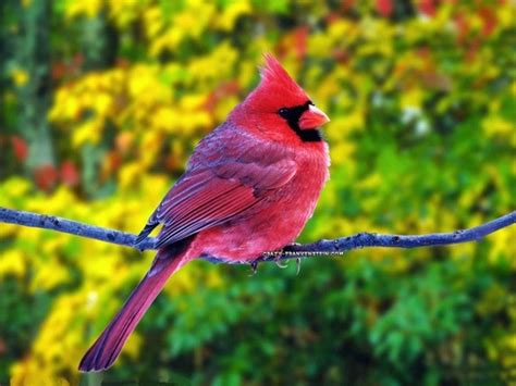 Beautiful Red Cardinal Cardinals My Favorite Bird Pinterest