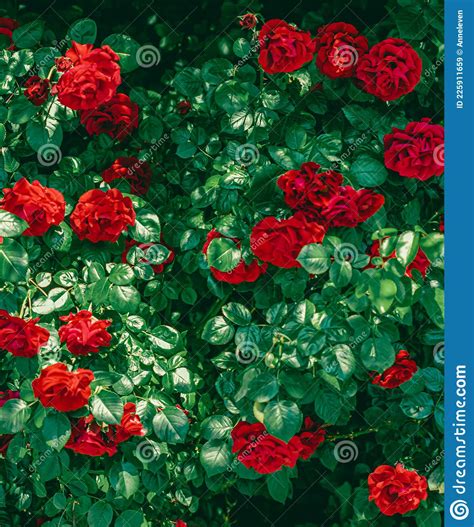 Red Roses In Beautiful Flower Garden As Floral Background Stock Image