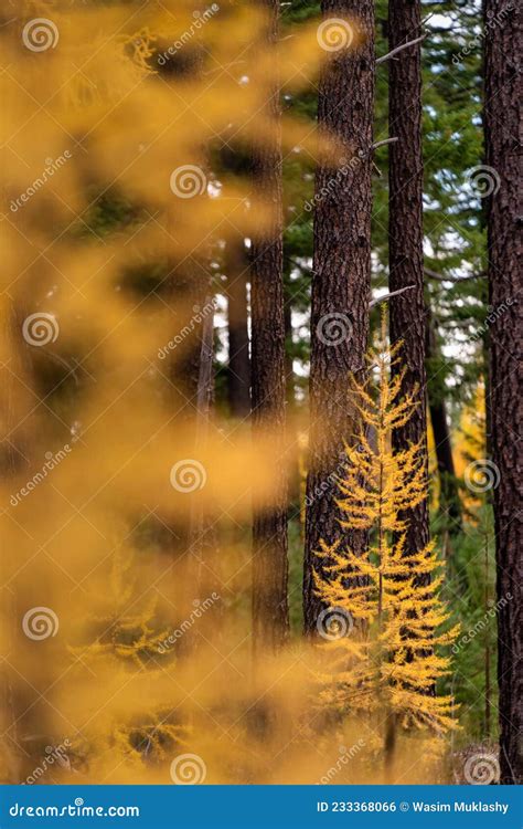 Fall Color Larch Trees In Oregon Stock Photo Image Of Field