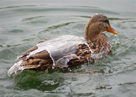 Like Water Off A Duck S Back Mallard Anas Platyrhynchos Flickr