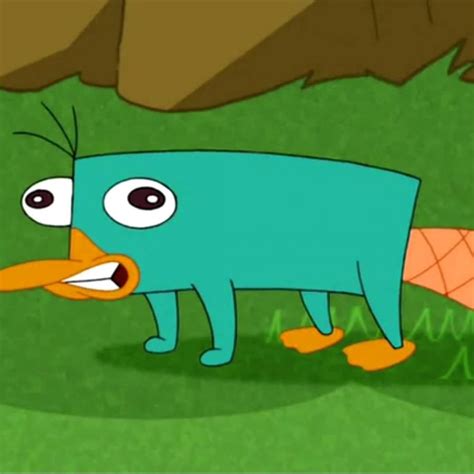10 Latest Pictures Of Perry The Platypus Full Hd 1080p For Pc