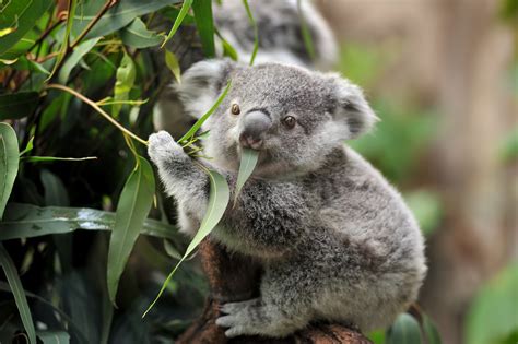12 Australian Animals And Where To Find Them Live Better