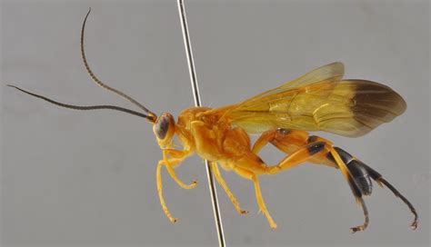 Facydes Image Database Of Parasitoid Wasps