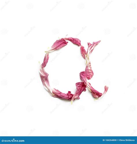 Alphabet Made Of Peony Petals Letter A Layout For Design Stock Photo
