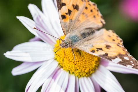 A Beautiful Orange Brown Butterfly Sits On A Flower Ith A Yellow Middle