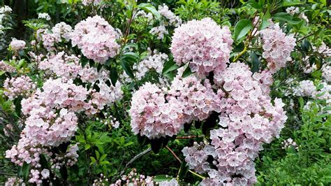 Growing Tips Mountain Laurel Or Rhododendron News Sports Jobs