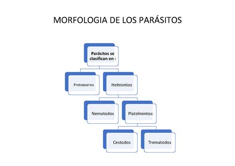 Cuadro Parasitos Para Repasar Su Morfologia Y Enfermedadess Imagen Porn Sex Picture