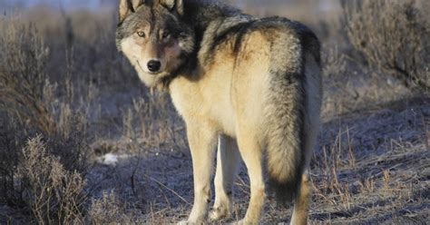 Check spelling or type a new query. Wolf duikt voor het eerst op in Flevoland en doodt schaap ...