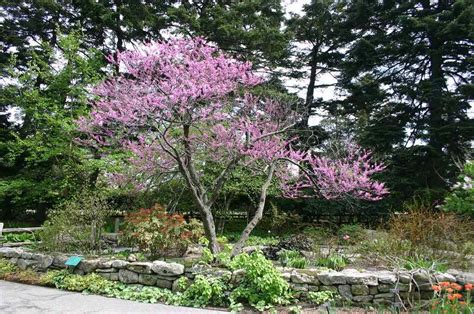 10 Great Trees For Small Yards Drought Tolerant Trees Drought