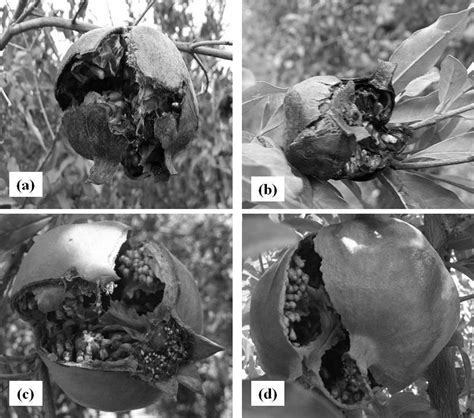 Ab Disease Of Pomegranate Caused By Bacterial Blight On Fruit Cd