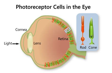Rod And Cones Of Eye Garma On Health