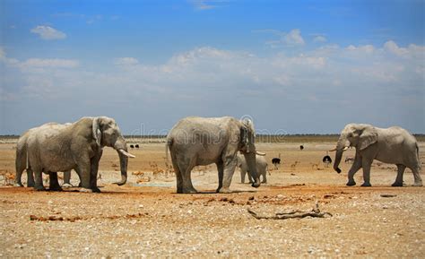 Herd Of Elephants On The Etosha Plains With A Blue Cloudy Sky Stock