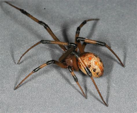 Off Ramp® Invasive Brown Widow Spiders Are Pushing Out Black Widows