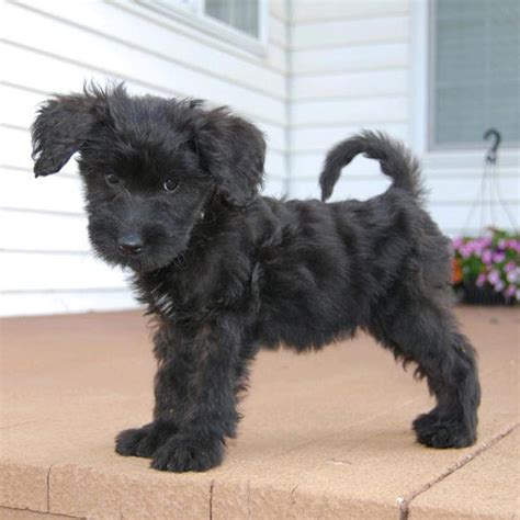 (a moyen poodle has the gorgeous, leggy look of a standard poodle but in a compact size.) this combination has the benefits of providing a dog with the wonderful temperament of the golden. Goldendoodle Breeders & Puppies For Sale In California