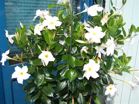 70 Dipladenia Rio White Live Flower Plants Plugs Garden Home Patio