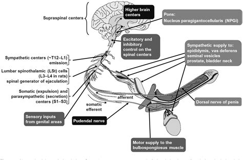 Figure From Neurophysiology Of And Ejaculation Semantic