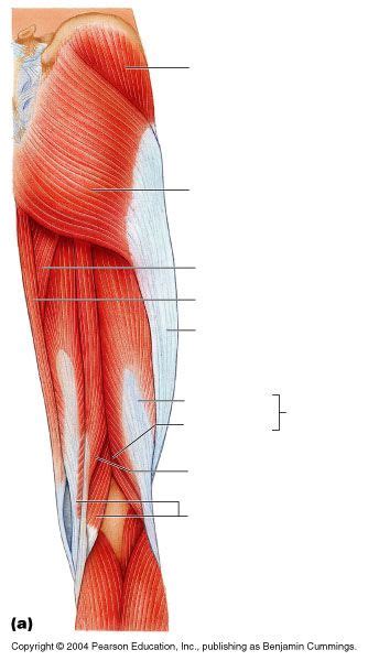 Unlabeled Upper Leg Muscles Posterior Muscle Diagram Leg Muscles