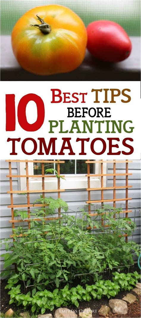 Tips For Growing Bigger Tomatoes Tomato Garden Veggie Garden