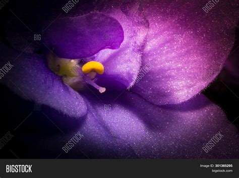 Violet Flower Macro Image And Photo Free Trial Bigstock