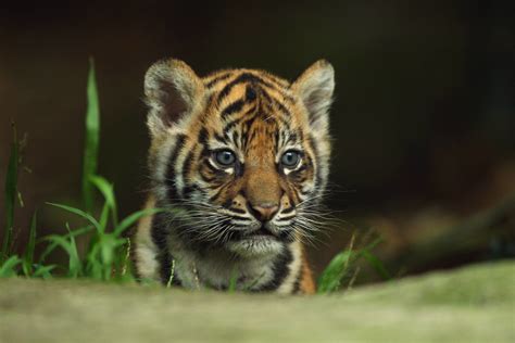 Hd Tiger Baby Wallpaper