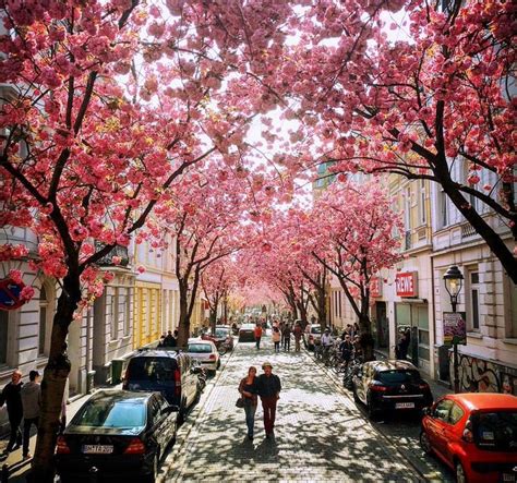 The Most Spectacular Cherry Blossoms In Europe Bonn Germany Cherry