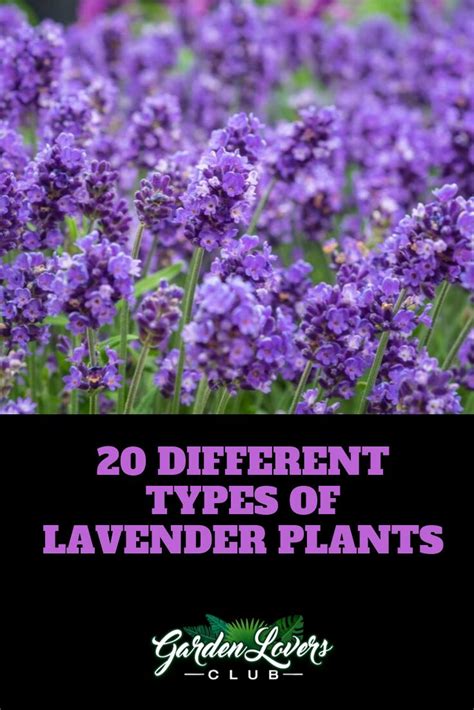 20 Different Types Of Lavender Plants Garden Lovers Club Types Of Lavender Plants Lavender