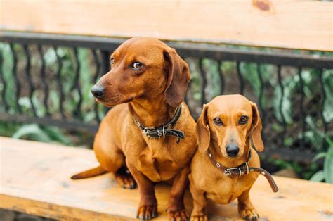 Is My Dachshund Miniature Or Standard Difference Between Two Types