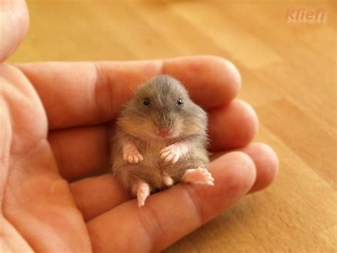 Very Cute Baby Animal Pictures Very Cute Baby Animals Pictures A Very Cute Baby Hamster Cute