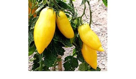 Vegetable Seeds 40 Banana Legs Tomato Heirloom Yellow Lycopersicon