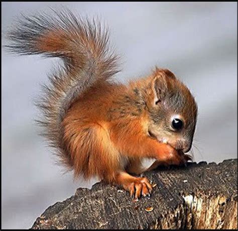 Baby Squirrel Cute Creatures Beautiful Creatures Animals Beautiful