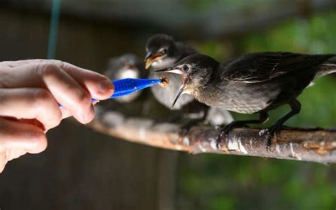 Dans Lhérault Un Hôpital De La Faune Sauvage En Surchauffe Depuis