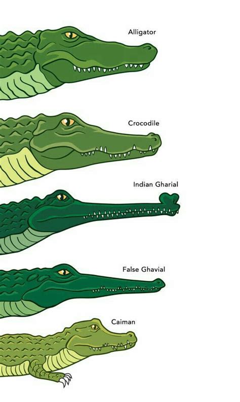 Four Alligators In Different Colors And Sizes All With Their Names Written On Them