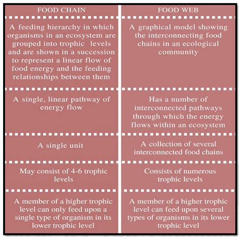 Three Difference Between Food Chain And Food Web