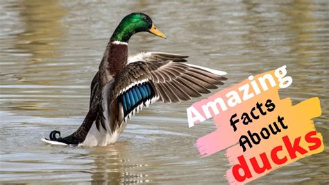 Top 10 Amazing Facts About Ducks Youtube