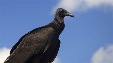 Black Vultures Are Roosting In Kentucky And Ingesting Infa Law