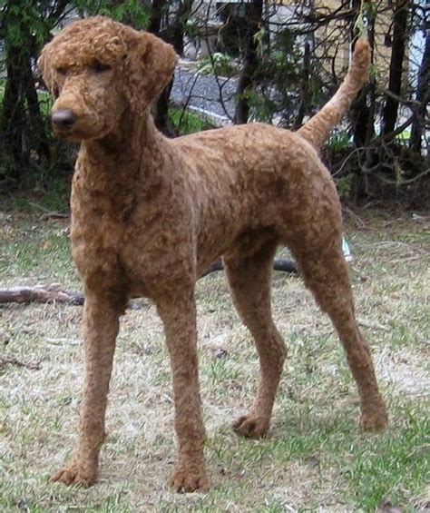 Hair Puppy Love Poodle Haircut Poodle Hair Shaved Goldendoodle