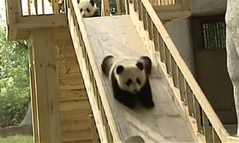Two Panda Bears Playing On A Slide At The Zoo