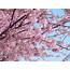 Cherry Blossom Season Has Arrived In Japan  Six Two By Contiki