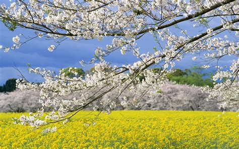 Spring Field Blossoms Wide Desktop Background Wallpaper Free Природа