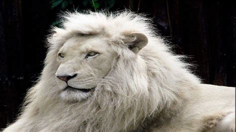 African White Lion Wallpaper 63 Images