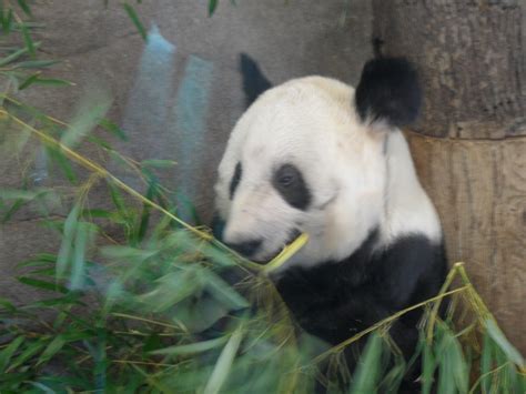 A Panda Bear Eating Bamboo In Its Zoo Enclosure