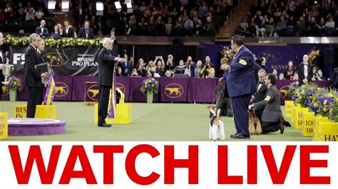 How Can I Watch The Westminster Dog Show