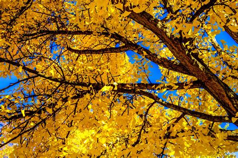 Download Branch Fall Yellow Leaf Nature Tree 4k Ultra Hd Wallpaper