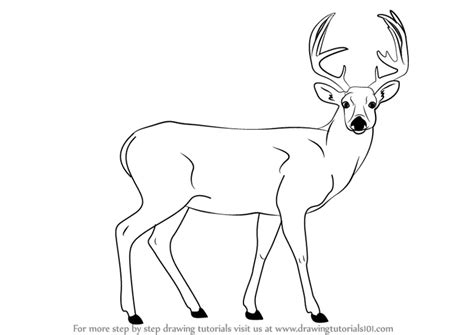 Learn How To Draw A Buck Deer Wild Animals Step By Step Drawing