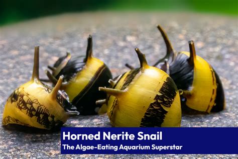Horned Nerite Snail The Algae Eating Aquarium Superstar Learn The
