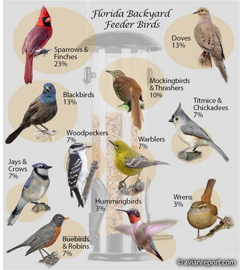 Birds That Visit Backyard Feeders In Florida The Definitive Guide