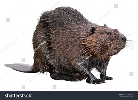North American Beaver Castor Canadensis Isolated Stock Photo 472623610