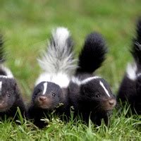 Natural Big View Interesting Facts About Skunks